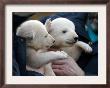 Two 7 Weeks Old Polar Bear Cubs by Frank Hormann Limited Edition Print