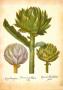L'herbier Iv by Basilius Besler Limited Edition Print