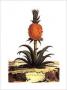 Ananas by Abraham Munting Limited Edition Pricing Art Print