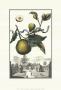 Limon Bergamotto by Johann Christof Volckamer Limited Edition Print