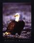 Bald Eagle by John Pezzenti Jr Limited Edition Print