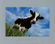 The Cow by Emmanuel Panais Limited Edition Print