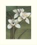 Orchid With Palm I by Andrea Trivelli Limited Edition Pricing Art Print