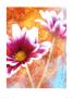 Double Daisy by Ian Winstanley Limited Edition Print