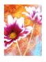 Double Daisy by Ian Winstanley Limited Edition Pricing Art Print