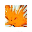 Chrysanthemum, Yellow On White by Michael Banks Limited Edition Pricing Art Print