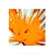 Chrysanthemum, Yellow On White by Michael Banks Limited Edition Print