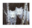 White Magic by Rusty Frentner Limited Edition Pricing Art Print