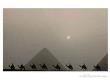 Lifeâ® - Silhouette Of Camels Against The Pyramids Of Giza, 1962 by Eliot Elisofon Limited Edition Print