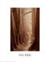 Cypress Trail by Paul Kozal Limited Edition Print