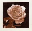 Open Rose by Klaus Mischke Limited Edition Pricing Art Print