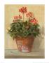 Potted Geraniums I by Carol Rowan Limited Edition Print