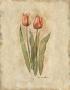 Springtime Tulips by Marilyn Hageman Limited Edition Pricing Art Print