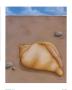 Sand, Shell And Sky Lll by Phyl Schock Limited Edition Pricing Art Print