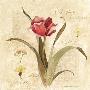 Red Tulip by Carol Robinson Limited Edition Print
