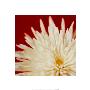 Chrysanthemum, White On Dark Red by Michael Banks Limited Edition Print