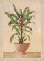 Potted Palm Ii by Welby Limited Edition Pricing Art Print