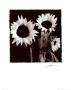 Two Sunflowers by Angelos Zimaras Limited Edition Print