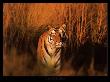 Panthera Tigris (Tiger) by Francois Savigny Limited Edition Print