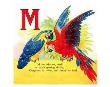 Macaw by William Stecher Limited Edition Print
