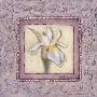 Lilac Iris Ii by Charlene Winter Olson Limited Edition Print