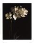 Orchid Study I by Dianne Poinski Limited Edition Pricing Art Print