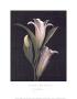 Fleurs-De-Lis Ii by S. G. Rose Limited Edition Print