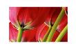 Tulipa by Barbara Bordnick Limited Edition Print