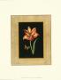 Tulip In Frame Ii by Deborah Bookman Limited Edition Pricing Art Print