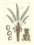 Exotic Palm Iii by Pierre-Joseph Buchoz Limited Edition Pricing Art Print