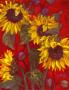 Sunflowers Ii by Shari White Limited Edition Print