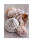 Shell Collection by Lauren Floodgate Limited Edition Print