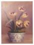 Olivia's Flowers Iii by Cheovan Limited Edition Print