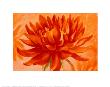 Red Dahlia by Susanne Bach Limited Edition Pricing Art Print