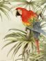 Green Winged Macaw Ii by Jean Cassady Limited Edition Print