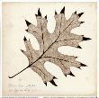 Black Oak Leaf by Booker Morey Limited Edition Print