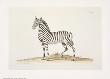 Zebra by George Wolfgang Knorr Limited Edition Pricing Art Print