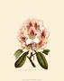 Pink Rhododendron by Francois Van Houtte Limited Edition Print