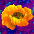 Yellow Poppy by Yvonne Dulac Limited Edition Print
