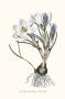 Crocus Biflorus by John Edwards Limited Edition Pricing Art Print