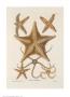 Starfish by George Wolfgang Knorr Limited Edition Print
