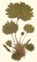 Gunnera I by Dr. Robert J. Thornton Limited Edition Print