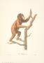 Monkeys: Le Jocko by Jean-Baptiste Audebert Limited Edition Pricing Art Print