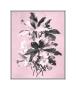 Dussurgey Ellebore On Pink by Dussurgey Limited Edition Pricing Art Print