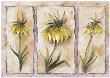 Fritillaria Imperialis by Rian Withaar Limited Edition Print