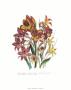 Gladiolas by Jane W. Loudon Limited Edition Print