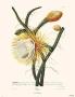 Cereus by Christoph Jacob Trew Limited Edition Print