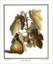 Figs by Henri Du Monceau Limited Edition Print