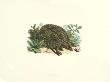 Common Land Tortoise by Bill Coleman Limited Edition Print