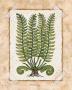 Fern Ii by Robin Betterley Limited Edition Print